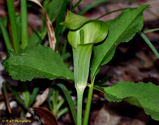{Arisaema pusillum}